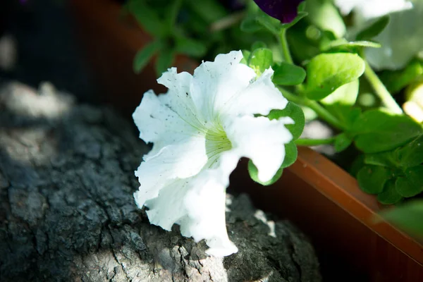 明るいペチュニアの花 ペチュニアの花の背景 — ストック写真