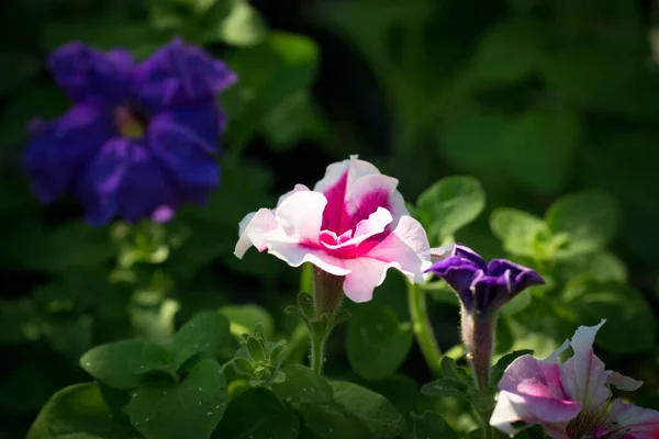 明るいペチュニアの花 ペチュニアの花の背景 — ストック写真