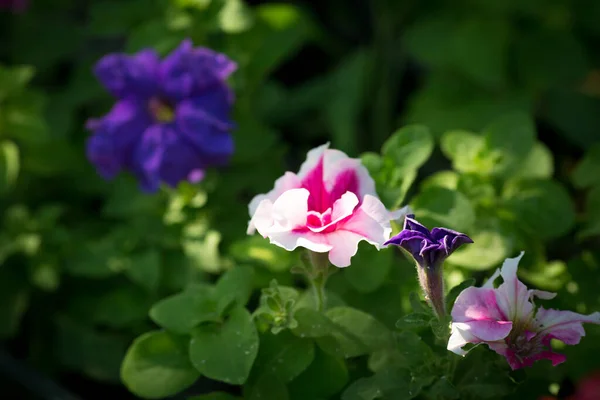 Flores Petúnia Brilhantes Fundo Flores Petúnia — Fotografia de Stock