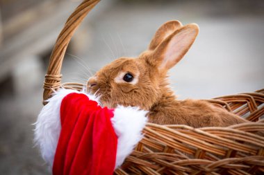 Evcil hayvanlarla yeni yıl. Tavşan ve Noel Baba 'nın şapkası sepette. Tatiller, kış. Tavşanlı Noel kartı..
