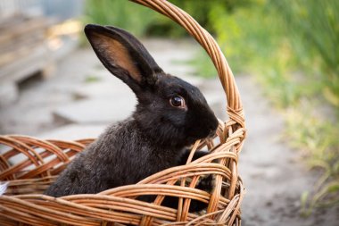 Evcil hayvanlarla yeni yıl. Hasır sepette 2023 'ün tavşan sembolü. Tatiller, kış. Tavşanlı Noel kartı..