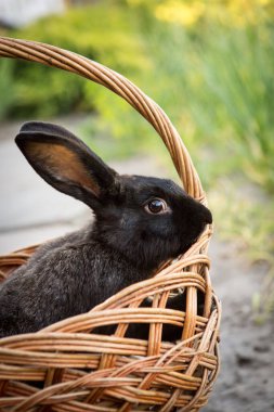 Evcil hayvanlarla yeni yıl. Hasır sepette 2023 'ün tavşan sembolü. Tatiller, kış. Tavşanlı Noel kartı..