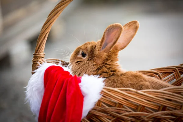 New Year with pets. Bunny and Santa's hat in a wicker basket. Holidays, winter. Christmas card with a rabbit.