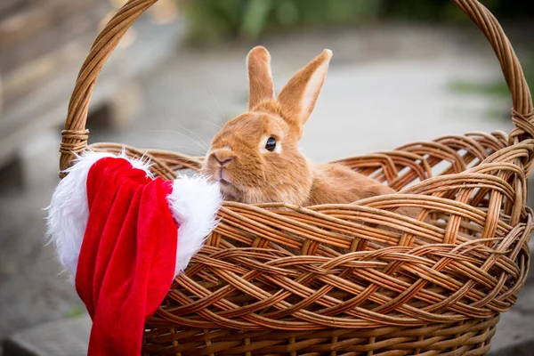 New Year with pets. Bunny and Santa\'s hat in a wicker basket. Holidays, winter. Christmas card with a rabbit.