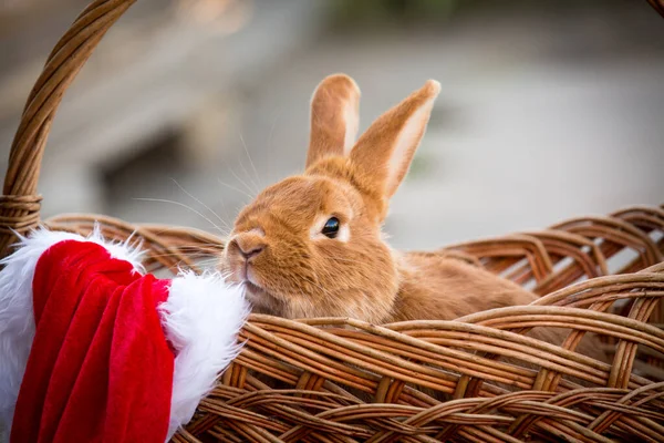 New Year with pets. Bunny and Santa\'s hat in a wicker basket. Holidays, winter. Christmas card with a rabbit.