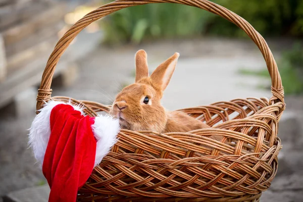 New Year with pets. Bunny and Santa\'s hat in a wicker basket. Holidays, winter. Christmas card with a rabbit.