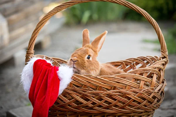 New Year with pets. Bunny and Santa\'s hat in a wicker basket. Holidays, winter. Christmas card with a rabbit.