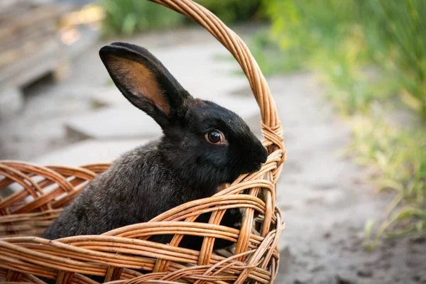 New Year with pets. Rabbit symbol of 2023 in a wicker basket. Holidays, winter. Christmas card with a rabbit.