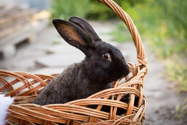 New Year with pets. Rabbit symbol of 2023 in a wicker basket. Holidays, winter. Christmas card with a rabbit.