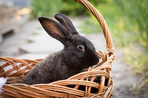 New Year with pets. Rabbit symbol of 2023 in a wicker basket. Holidays, winter. Christmas card with a rabbit.