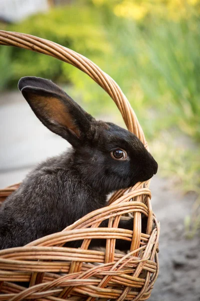 New Year with pets. Rabbit symbol of 2023 in a wicker basket. Holidays, winter. Christmas card with a rabbit.