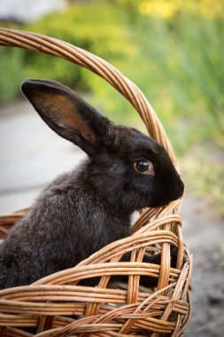 Evcil hayvanlarla yeni yıl. Hasır sepette 2023 'ün tavşan sembolü. Tatiller, kış. Tavşanlı Noel kartı..