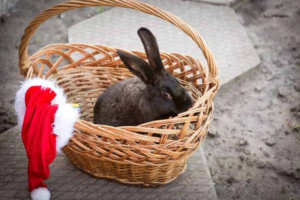 New Year with pets. Bunny and Santa\'s hat in a wicker basket. Holidays, winter. Christmas card with a rabbit.