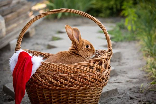 New Year with pets. Bunny and Santa\'s hat in a wicker basket. Holidays, winter. Christmas card with a rabbit.