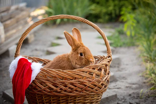 New Year with pets. Bunny and Santa\'s hat in a wicker basket. Holidays, winter. Christmas card with a rabbit.