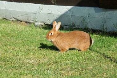 Evcil hayvanlarla yeni yıl. Yeşil çimenlikteki 2023 tavşan sembolü. Tatillerde. Tavşanlı Noel kartı..