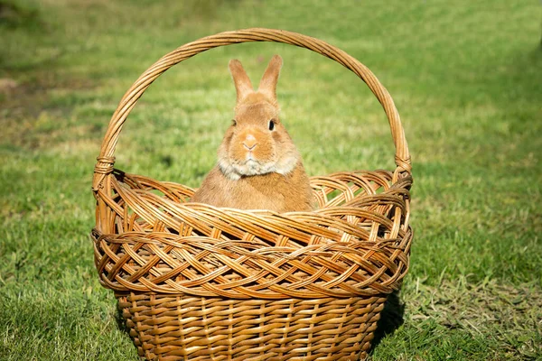 New Year with pets. Rabbit symbol of 2023 in a wicker basket. Holidays. Christmas card with a rabbit.