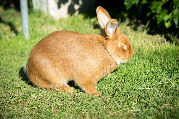 New Year Pets Rabbit Symbol 2023 Green Lawn Holidays Christmas — Stockfoto