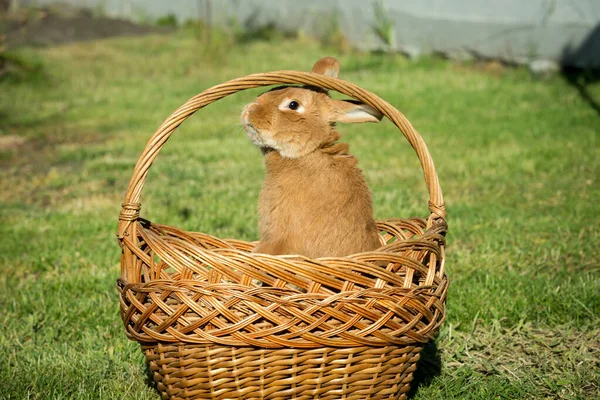 New Year with pets. Rabbit symbol of 2023 in a wicker basket. Holidays. Christmas card with a rabbit.