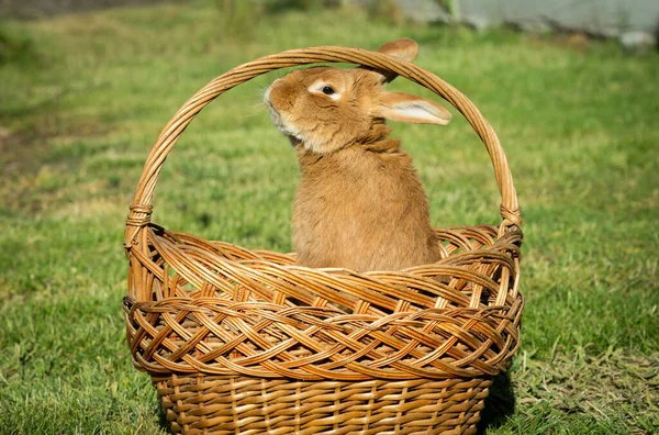 New Year with pets. Rabbit symbol of 2023 in a wicker basket. Holidays. Christmas card with a rabbit.