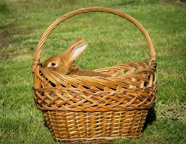 New Year with pets. Rabbit symbol of 2023 in a wicker basket. Holidays. Christmas card with a rabbit.