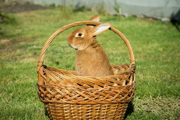 New Year with pets. Rabbit symbol of 2023 in a wicker basket. Holidays. Christmas card with a rabbit.