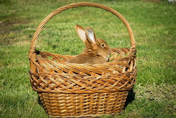 New Year with pets. Rabbit symbol of 2023 in a wicker basket. Holidays. Christmas card with a rabbit.