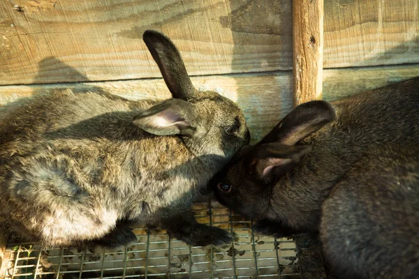 New Year with pets. Rabbit symbol of 2023 in his cage.