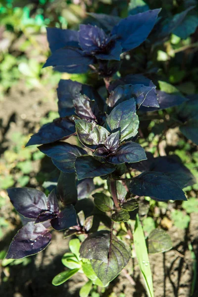 Violet Green Basil Plantation Garden Natural Organic Food Fresh Organic — Stock Photo, Image