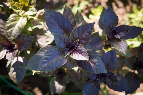 Violet Green Basil Plantation Garden Natural Organic Food Fresh Organic — Stockfoto