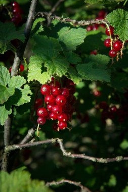 Kırmızı frenk üzümü bahçedeki bir çalılıkta yetişir. Olgun ve sulu üzümlü üzümler dalda, yakından..