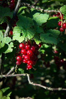 Kırmızı frenk üzümü bahçedeki bir çalılıkta yetişir. Olgun ve sulu üzümlü üzümler dalda, yakından..