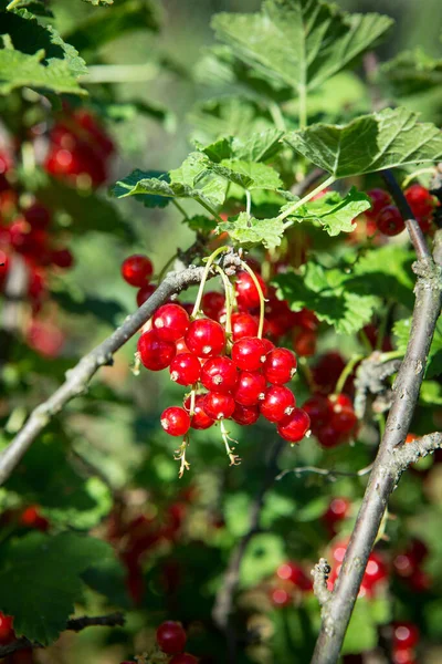 赤いスグリは庭の茂みに成長します 枝に熟したジューシーな赤いスグリの果実 クローズアップ — ストック写真