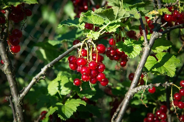 赤いスグリは庭の茂みに成長します 枝に熟したジューシーな赤いスグリの果実 クローズアップ — ストック写真