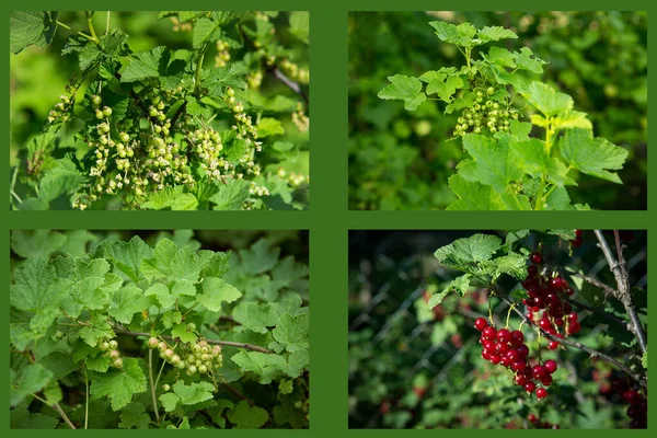 Step Step Process Ripening Red Currant Berry Appearance Flower Ovary — Foto de Stock