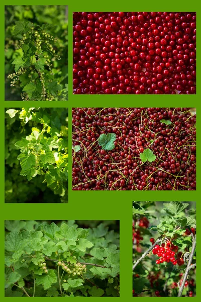 Step Step Process Ripening Red Currant Berry Appearance Flower Ovary — Photo