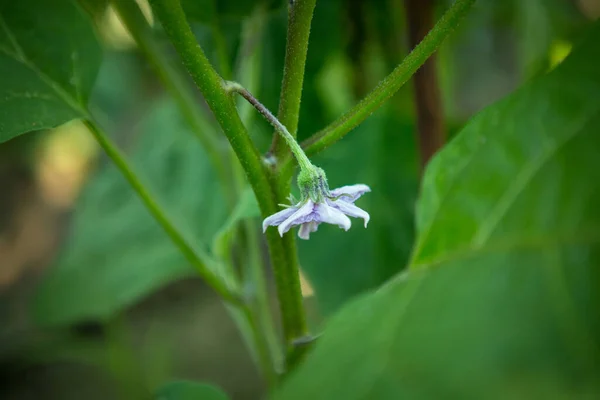 Blooming Eggplant Solanum Melongena Garden Eggplant Flower — Fotografia de Stock