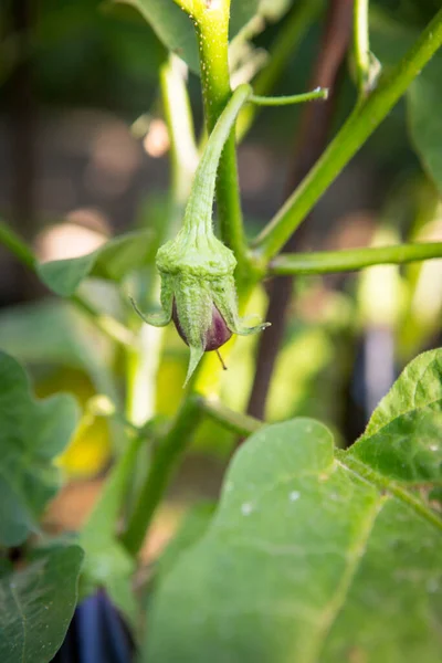 Berenjena Berenjena Brinjal Una Especie Planta Perteneciente Familia Solanaceae Solanum — Foto de Stock