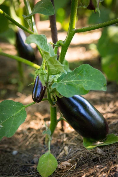 Eggplant, aubergine or brinjal is a plant species in the nightshade family Solanaceae. Solanum melongena is grown worldwide for its edible fruit