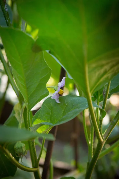 Blooming Eggplant Solanum Melongena Garden Eggplant Flower — Fotografia de Stock