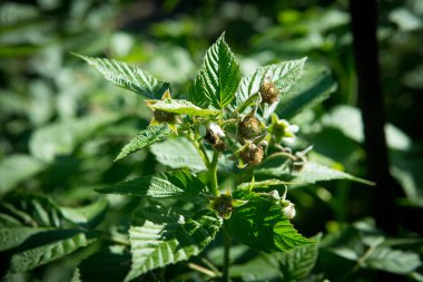 Çiftlikte çiçek açan ahududular. Ahududu çiçekleri. Çiftlikte çiçek açan ahududular. Ahududu çiçekleri