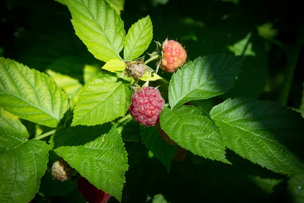 Beautiful Branch Ripe Raspberries Raspberry Plant Berries Plantation Agricultural Garden — ストック写真