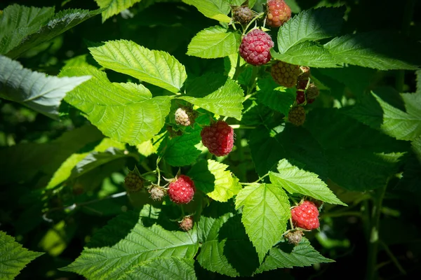 Beautiful branch with ripe raspberries. Raspberry plant and berries on a plantation. Agricultural garden with ripe raspberries among green foliage