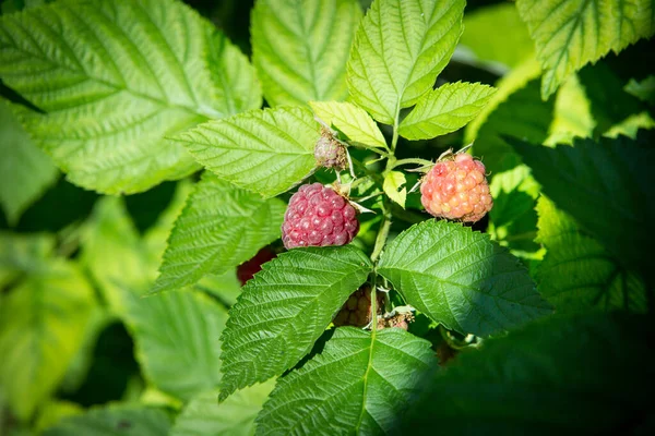 Beautiful branch with ripe raspberries. Raspberry plant and berries on a plantation. Agricultural garden with ripe raspberries among green foliage