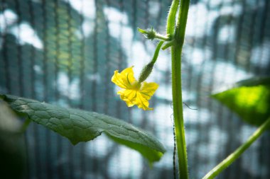 Çiçek açan salatalıklar seçici odaklı, sarı salatalık çiçeği ve yeşil yaprakların arasında küçük salatalıklar..