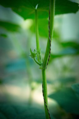 Çiçek açan salatalık seçici bir odak ile yakın plan. Salatalık dolu organik sera.
