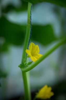 Çiçek açan salatalıklar seçici odaklı, sarı salatalık çiçeği ve yeşil yaprakların arasında küçük salatalıklar..