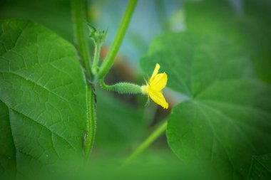 Çiçek açan salatalıklar seçici odaklı, sarı salatalık çiçeği ve yeşil yaprakların arasında küçük salatalıklar..