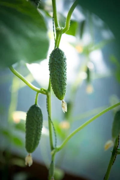Cultivo Pepinos Jardín Crecimiento Floración Los Pepinos Invernadero Invernadero Ecológico — Foto de Stock