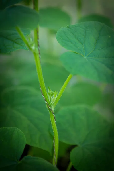 Blooming Cucumber Close Selective Focus Organic Greenhouse Full Cucumber Plants — Fotografia de Stock